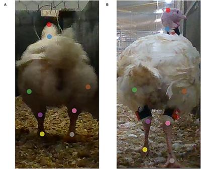 Across-Species Pose Estimation in Poultry Based on Images Using Deep Learning